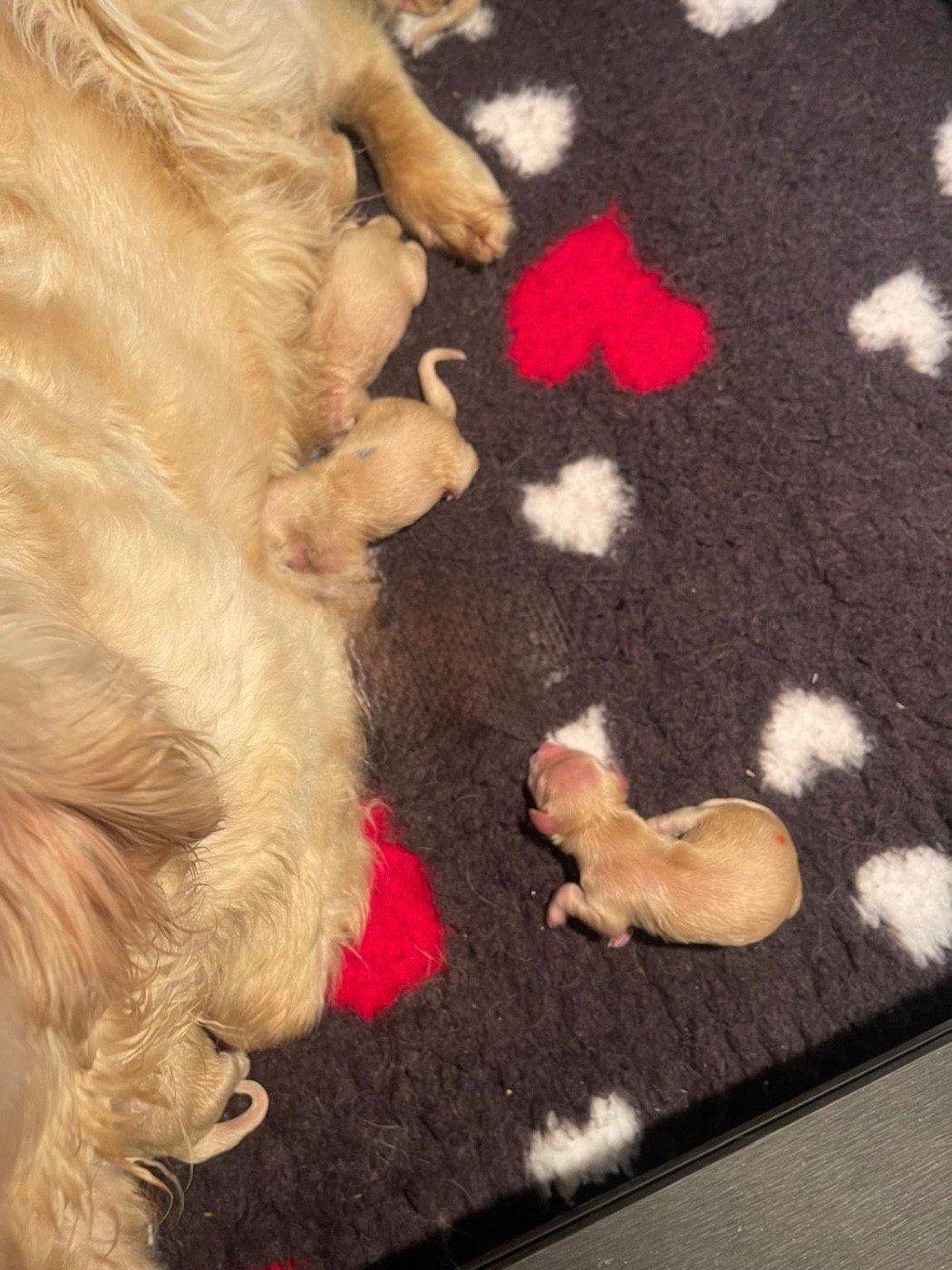 Les 2 premières semaines des bébés de Thaïga