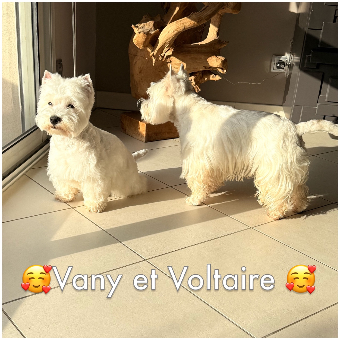 15ème album de nos loulous heureux auprès de leurs familles 