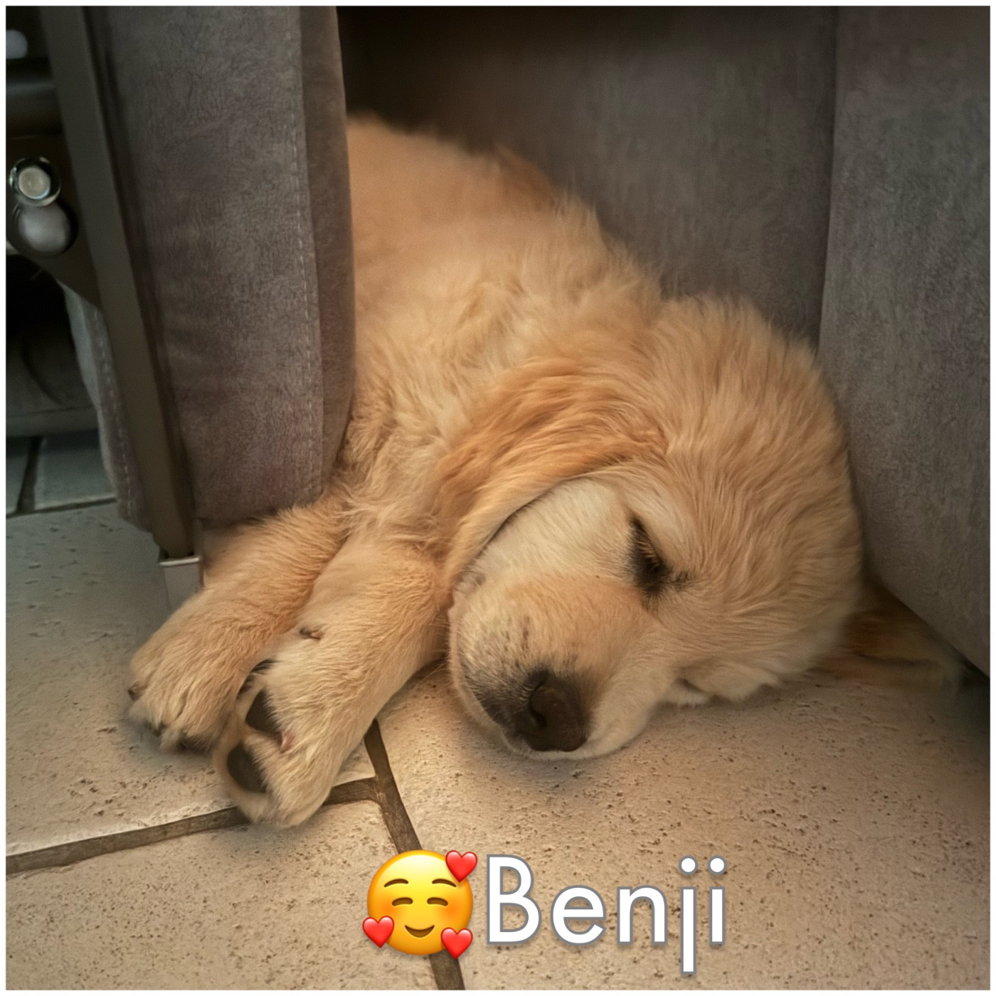 2ème album de nos chiots heureux auprès de leurs familles 