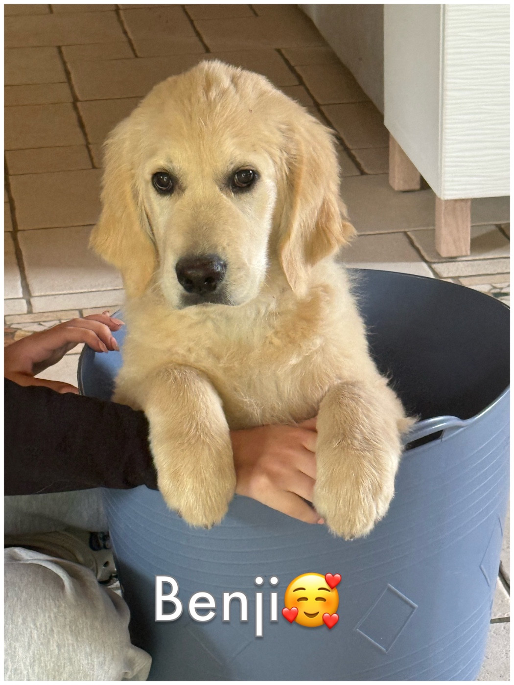 2ème album de nos chiots heureux auprès de leurs familles