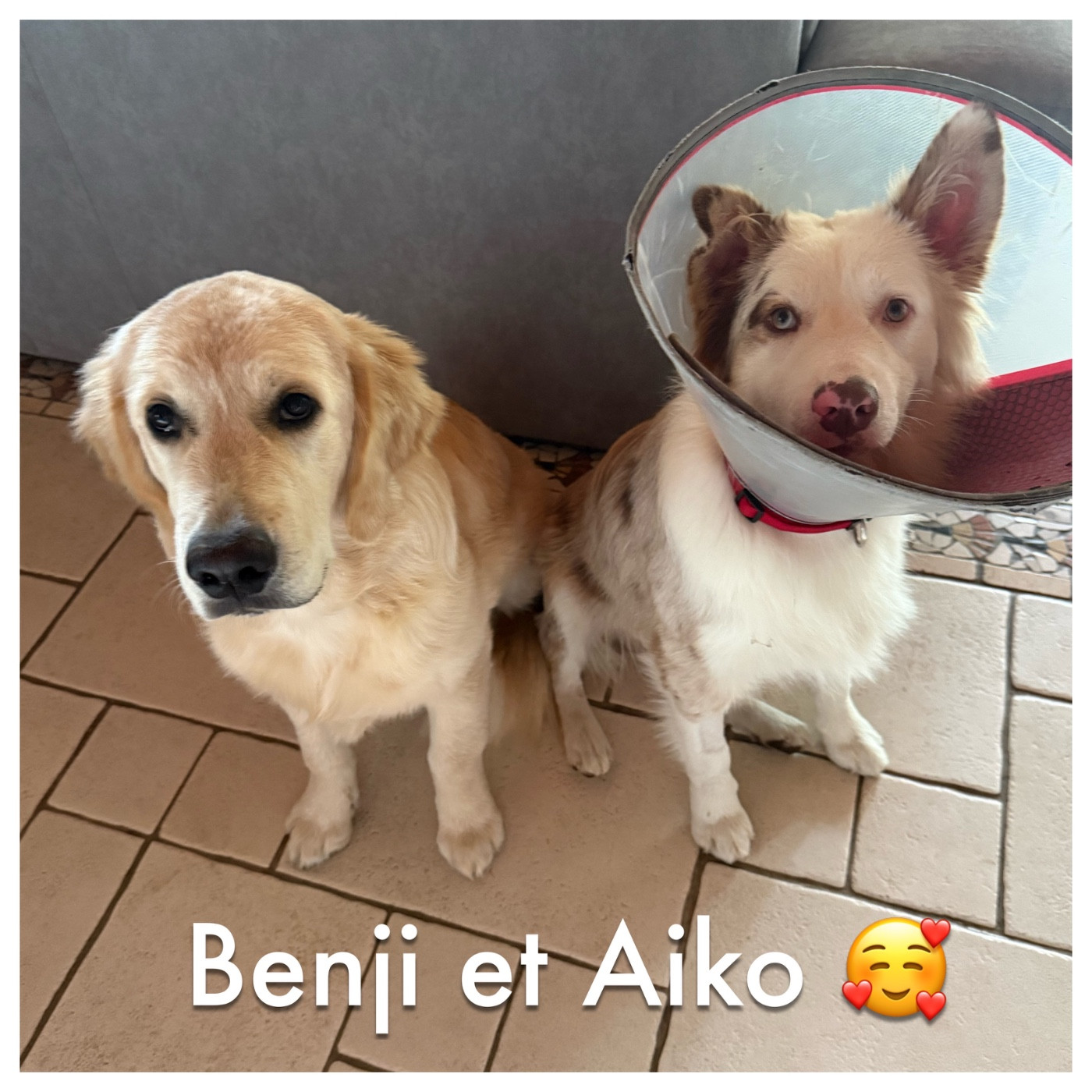 2ème album de nos chiots heureux auprès de leurs familles