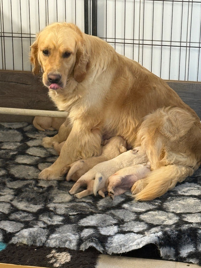 3 semaines pour les bébés de Stella