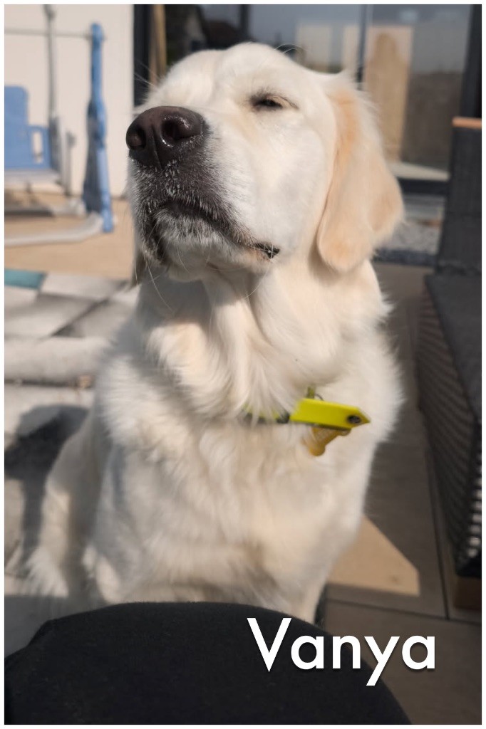2ème album de nos chiots heureux auprès de leurs familles