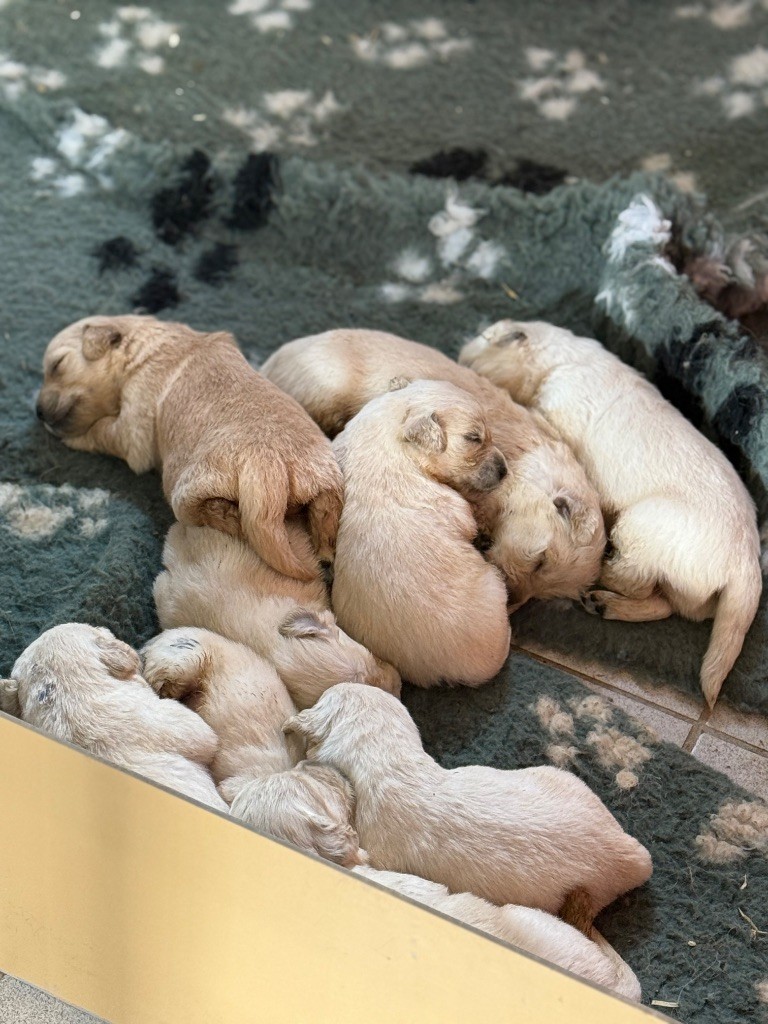 3 semaines pour les bébés de Suzie