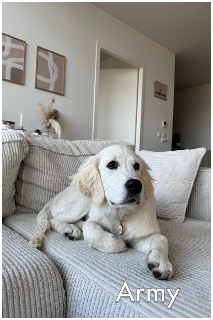 2ème album de nos chiots heureux auprès de leurs familles 