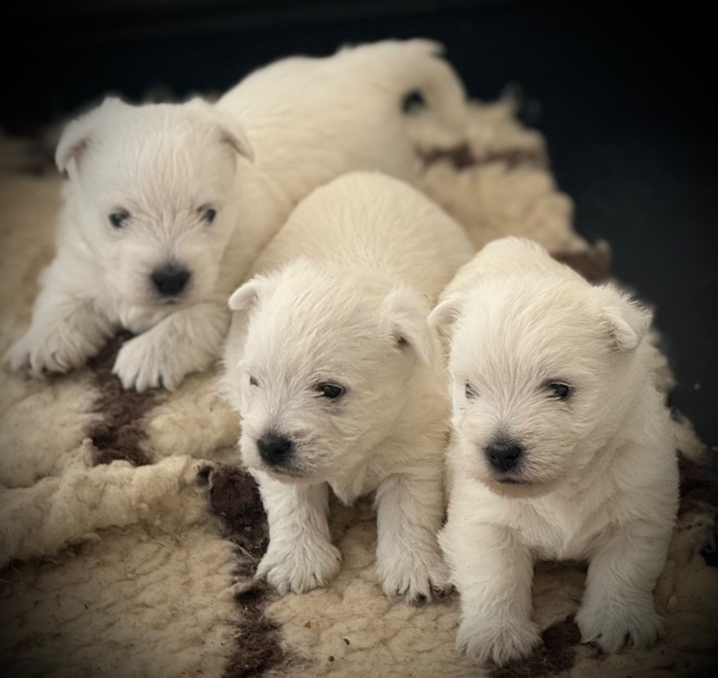 4 semaines pour les bébés de Tutti et Robby