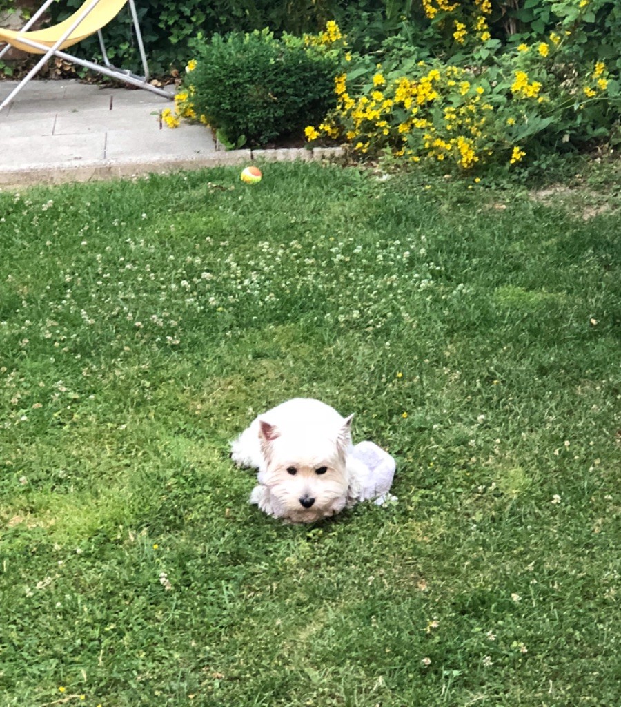 4ème album ...nos chiots heureux avec leurs nouvelles familles!!
