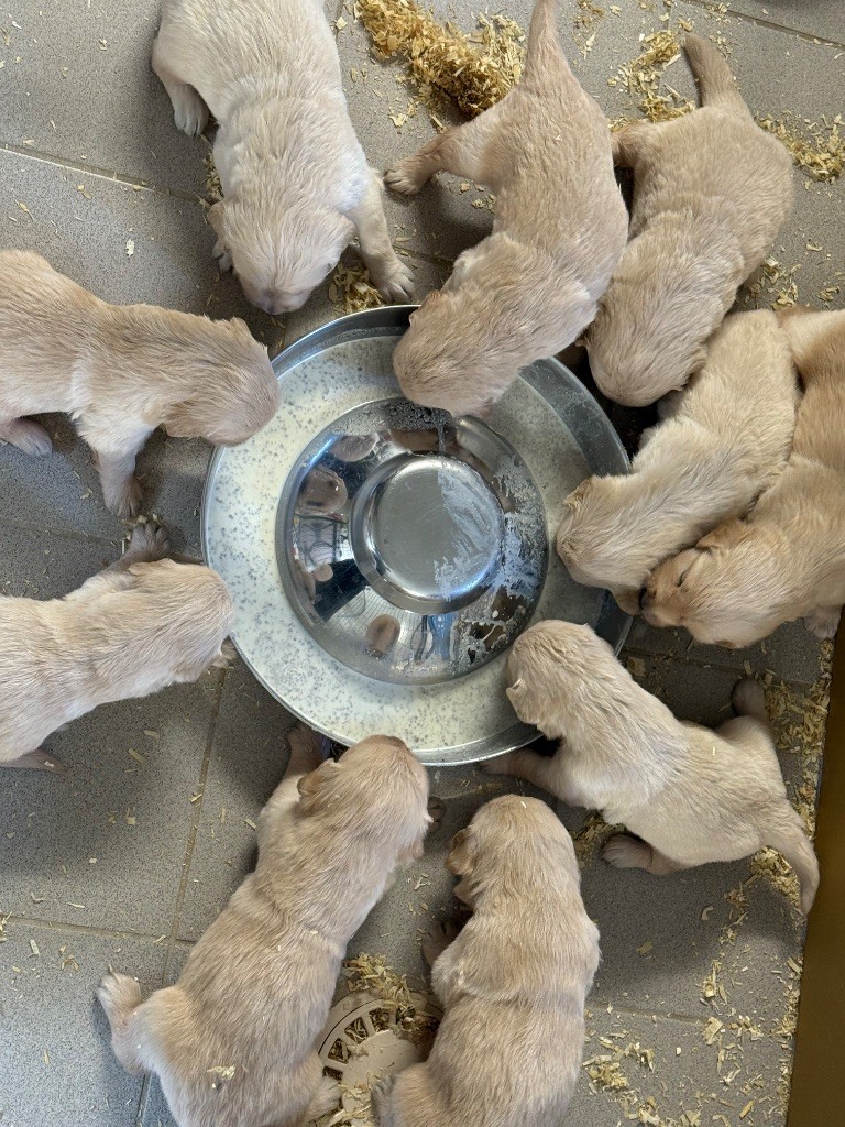 4 semaines pour les bébés de Stella