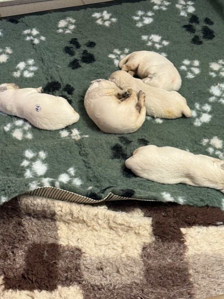 17 jours pour les bébés de Toscane