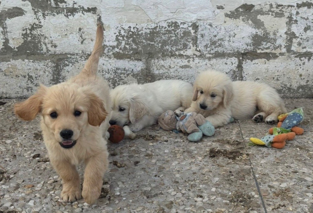 Album des bébés de Stella Toscane et Suzie 