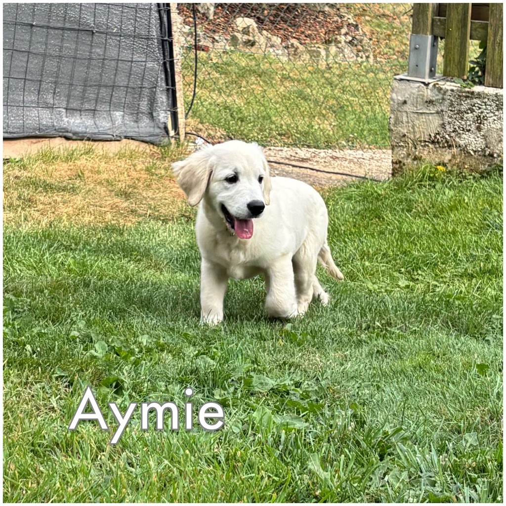 2ème album de nos chiots heureux auprès de leurs familles 