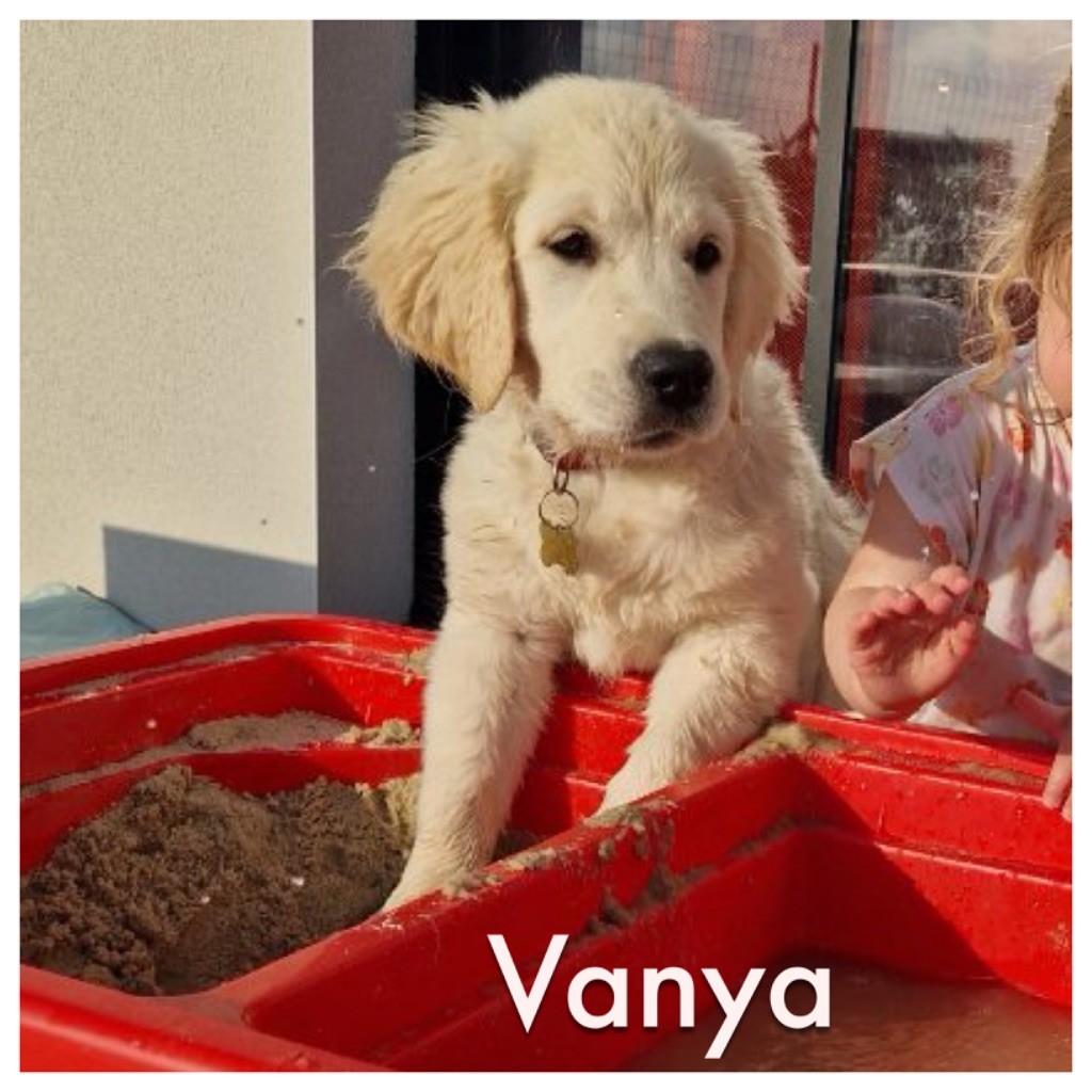 Nos chiots heureux auprès de leurs familles…