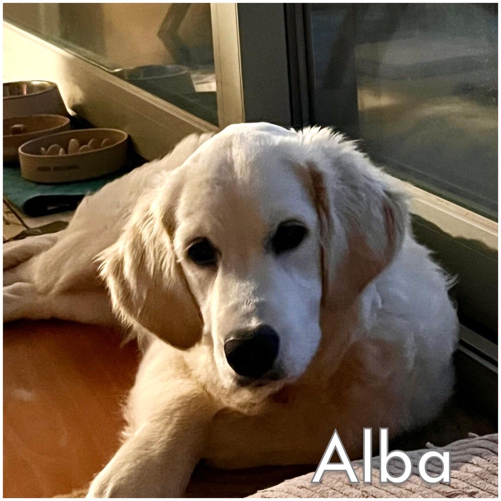 2ème album de nos chiots heureux auprès de leurs familles