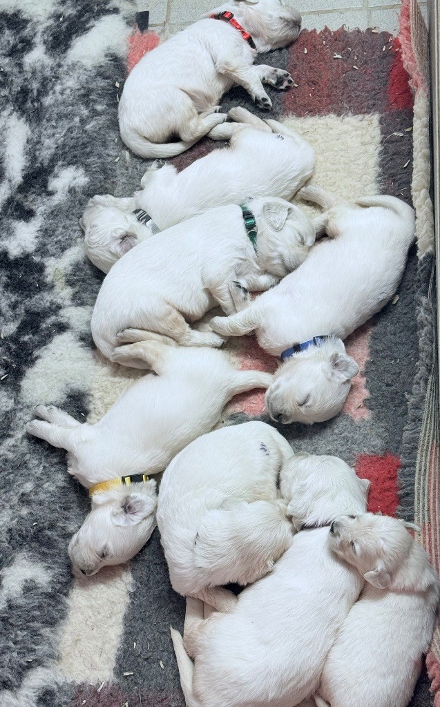 3 semaines 1/2 pour les bébés de Toscane