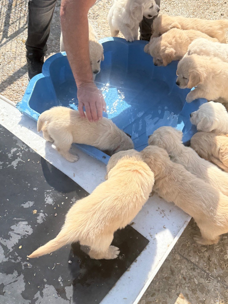 Les bébés de Stella Toscane et Suzie ont découvert la piscine