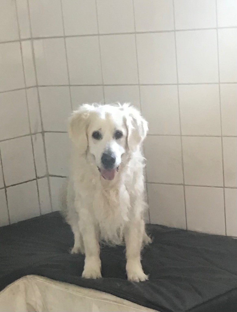 Nos goldens heureux auprès de nos Westies