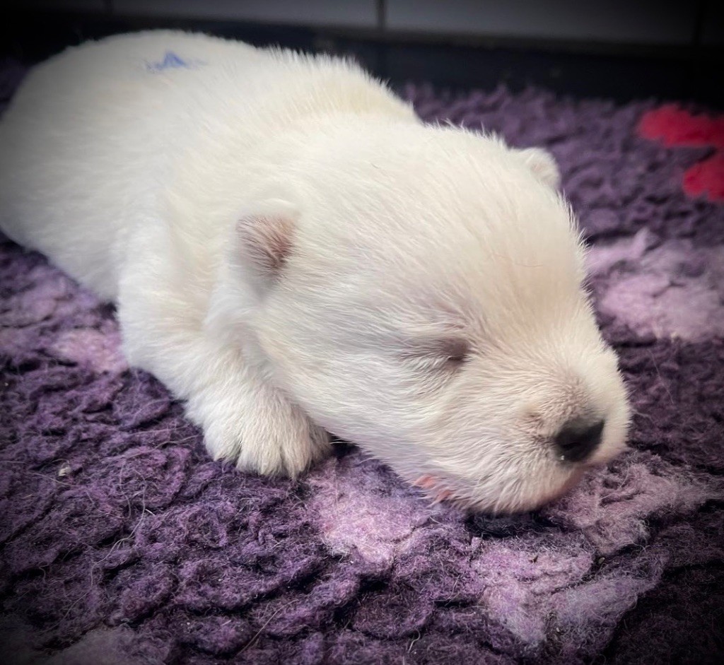 De La Douce Source - Chiots disponibles - West Highland White Terrier