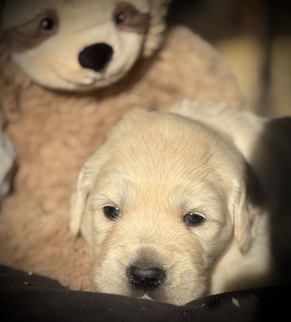 De La Douce Source - Chiots disponibles - Golden Retriever