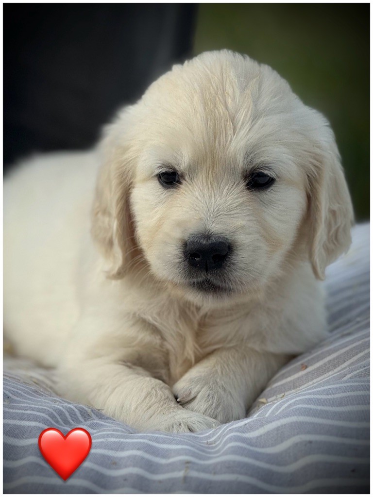 De La Douce Source - Chiots disponibles - Golden Retriever