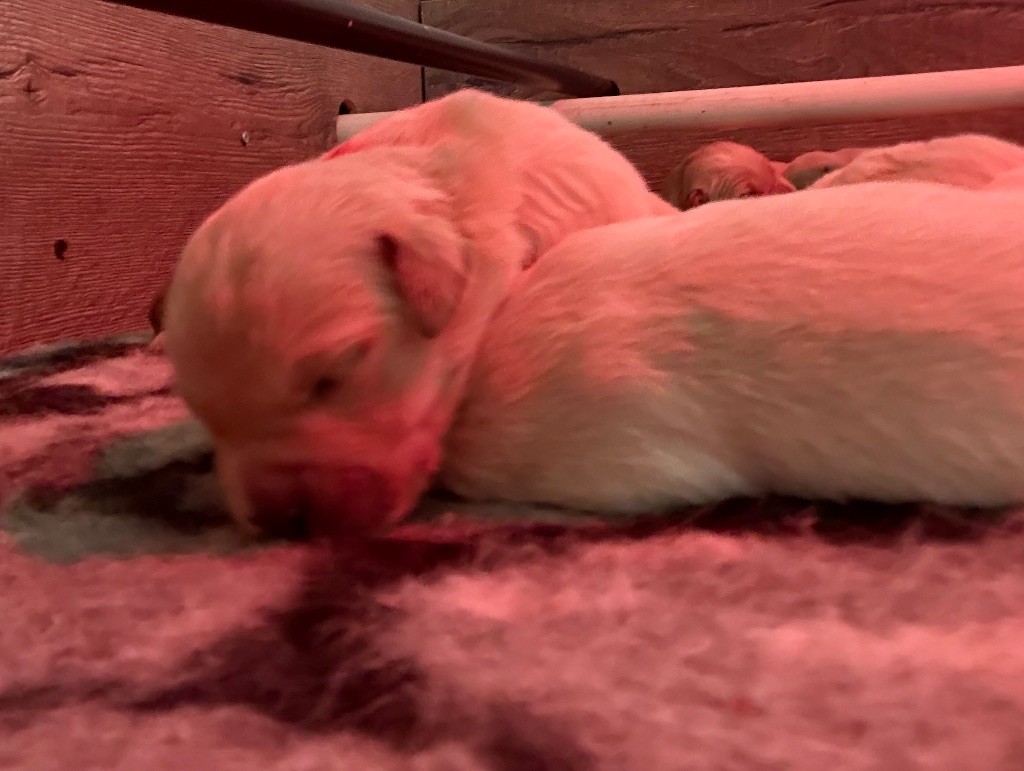 De La Douce Source - Chiots disponibles - Golden Retriever