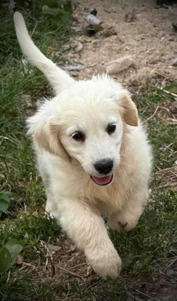 De La Douce Source - Chiots disponibles - Golden Retriever