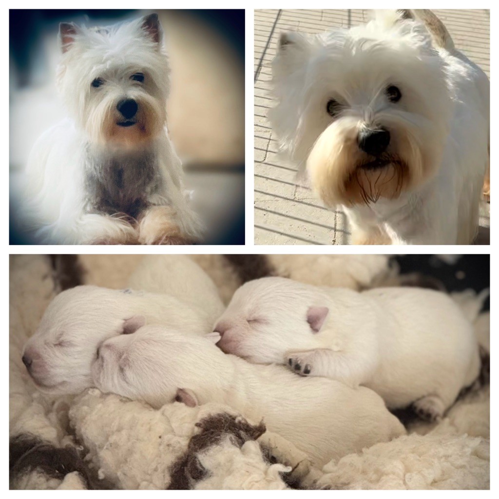 Chiot West Highland White Terrier De La Douce Source