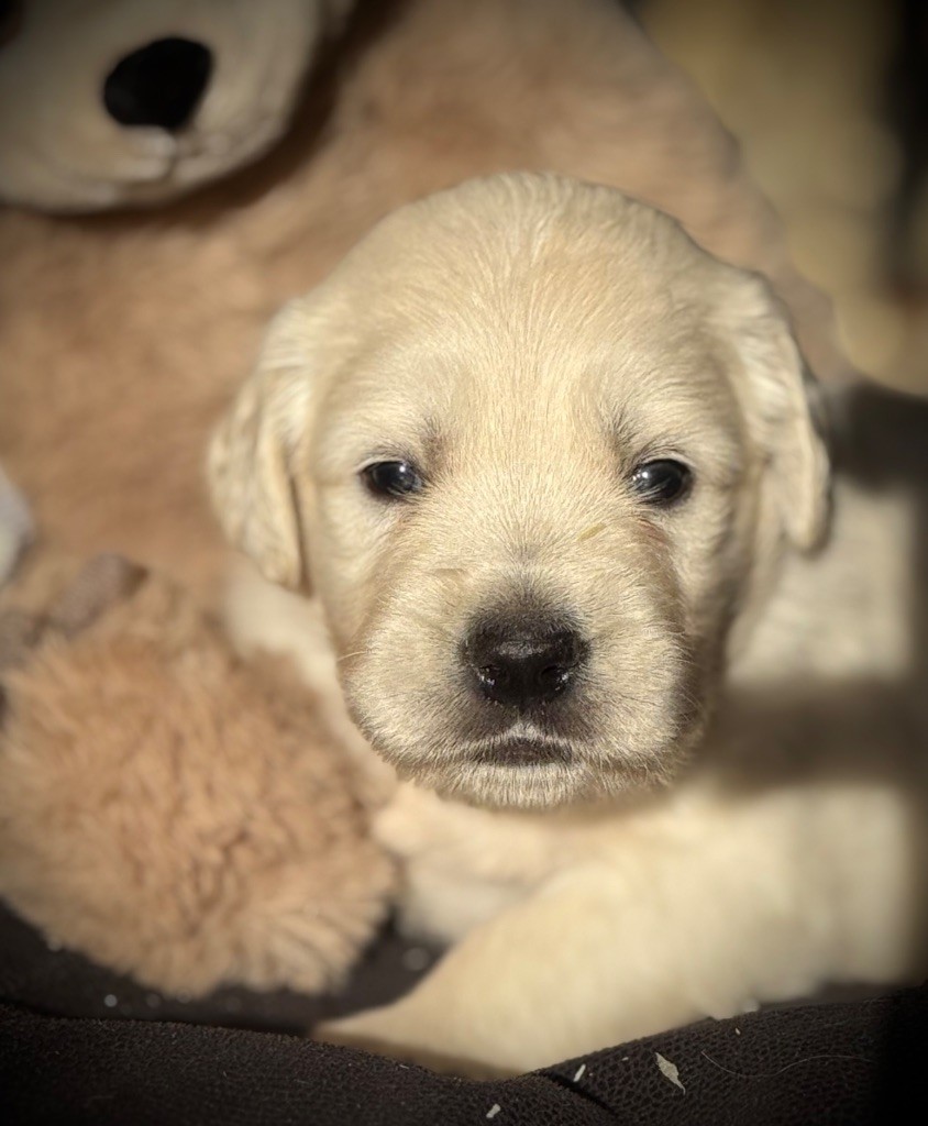 De La Douce Source - Chiots disponibles - Golden Retriever