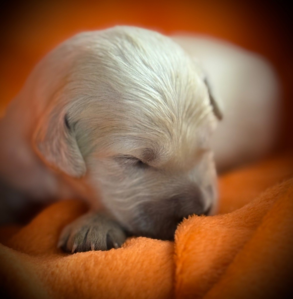 De La Douce Source - Chiots disponibles - Golden Retriever