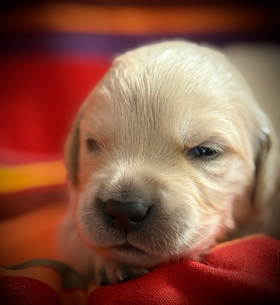 De La Douce Source - Chiots disponibles - Golden Retriever