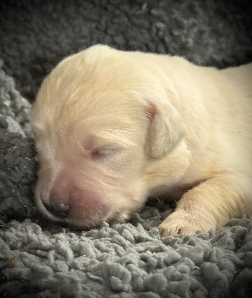 De La Douce Source - Chiots disponibles - Golden Retriever