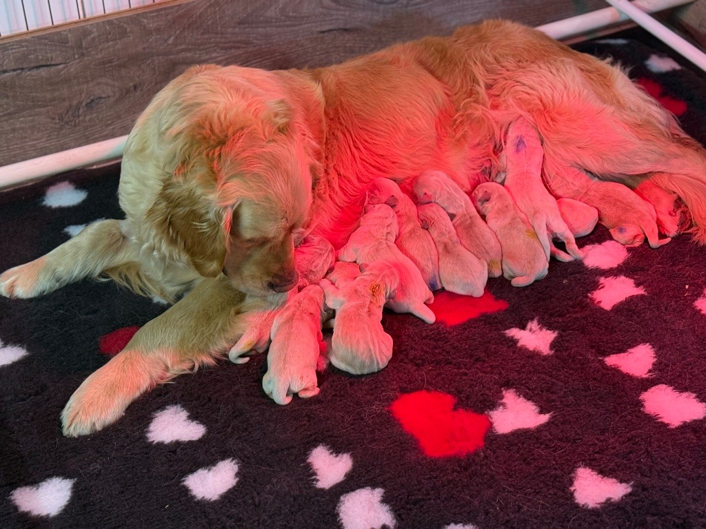 Chiot Golden Retriever De La Douce Source