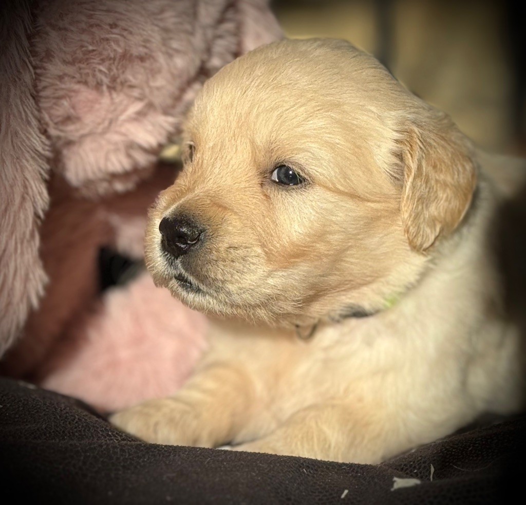 De La Douce Source - Chiots disponibles - Golden Retriever