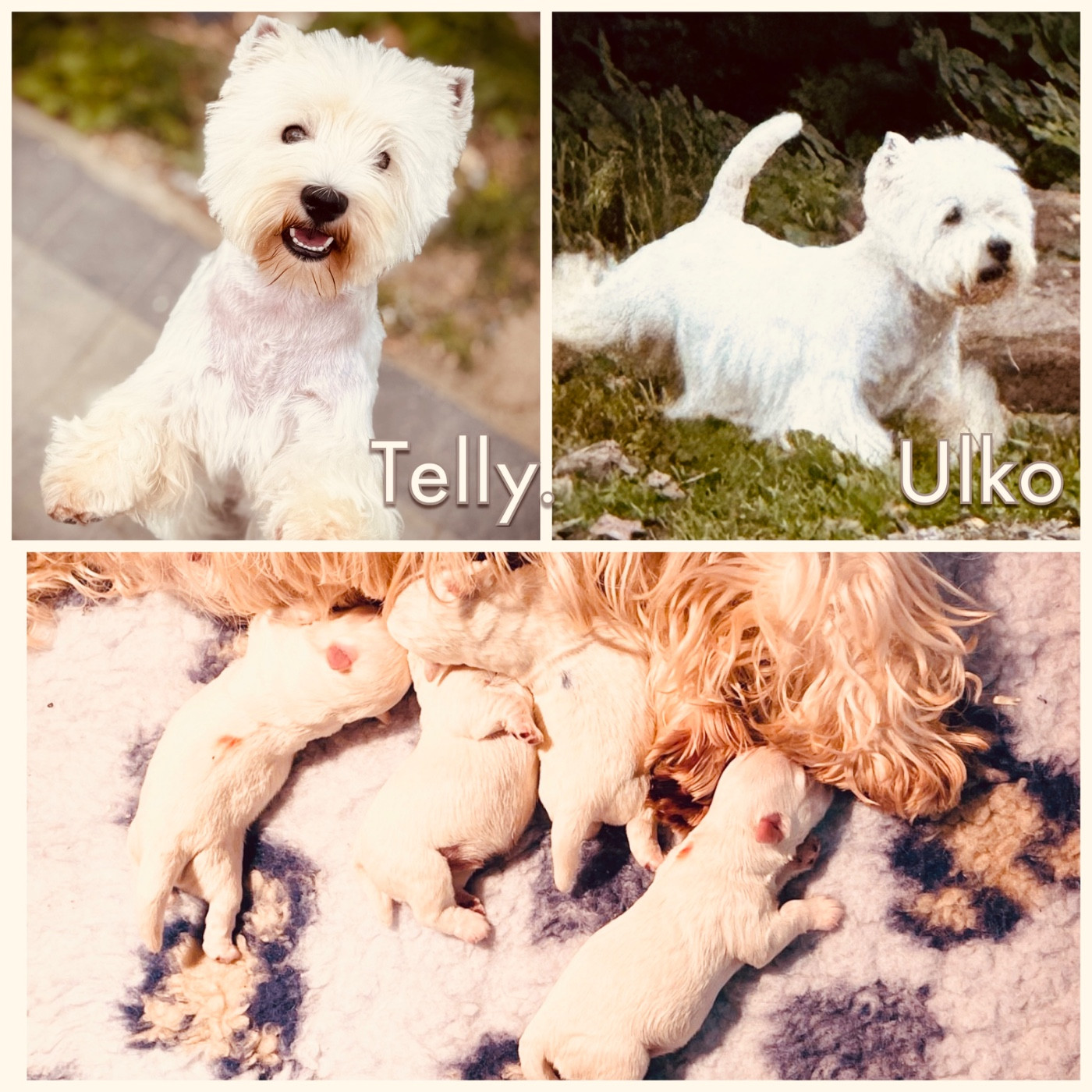 Chiot West Highland White Terrier De La Douce Source