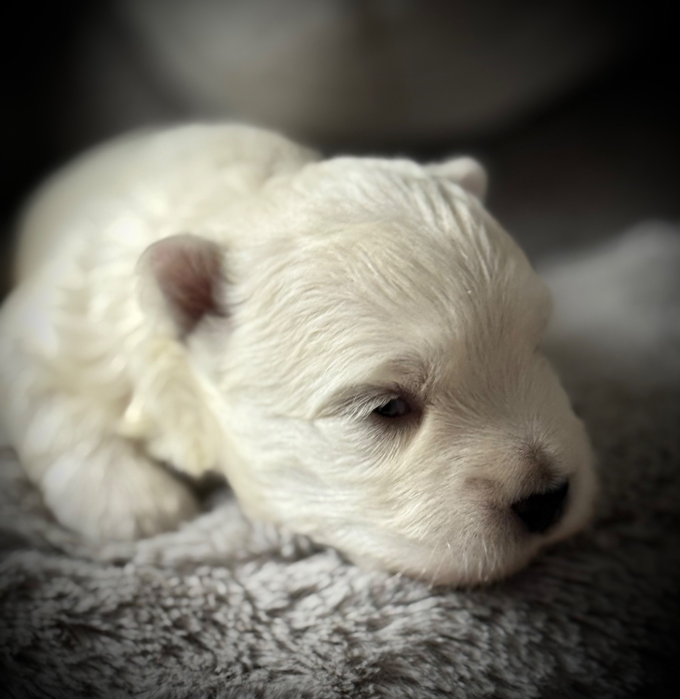 De La Douce Source - Chiots disponibles - West Highland White Terrier