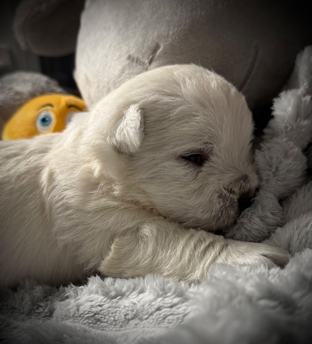 De La Douce Source - Chiots disponibles - West Highland White Terrier