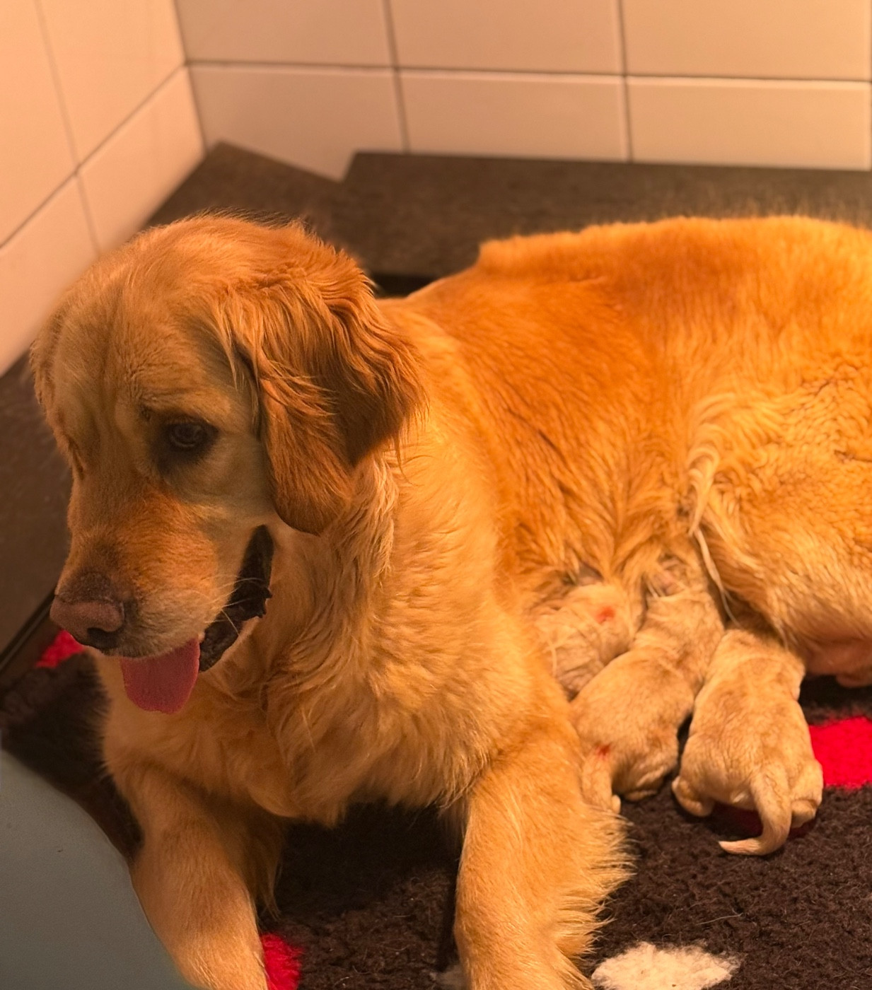 De La Douce Source - Golden Retriever - Portée née le 29/01/2026