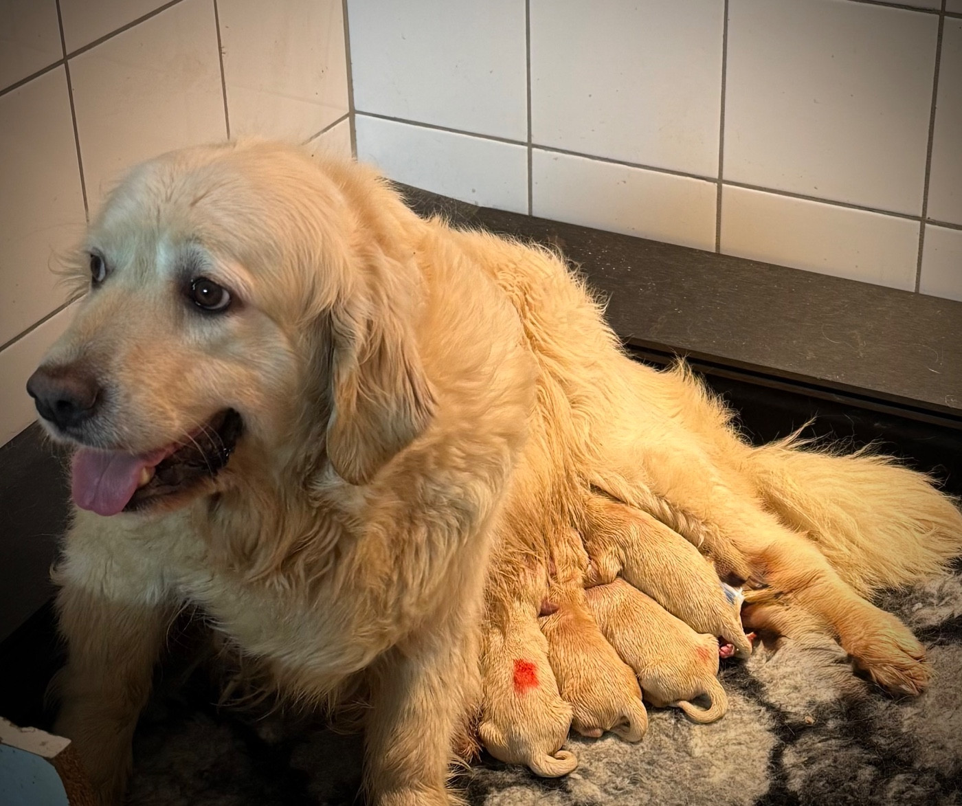 Chiot Golden Retriever De La Douce Source