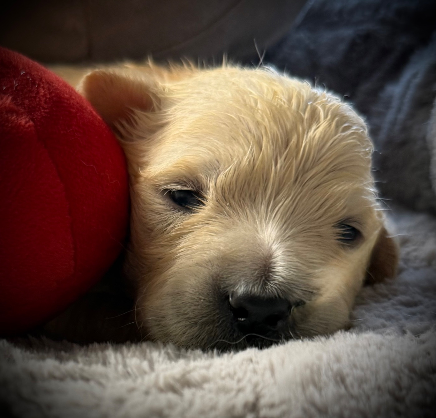 De La Douce Source - Chiots disponibles - Golden Retriever