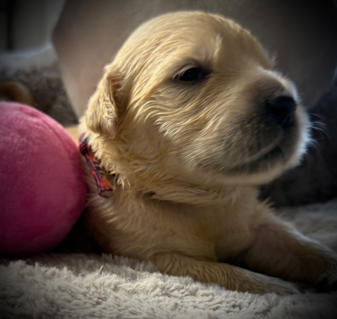 De La Douce Source - Chiots disponibles - Golden Retriever