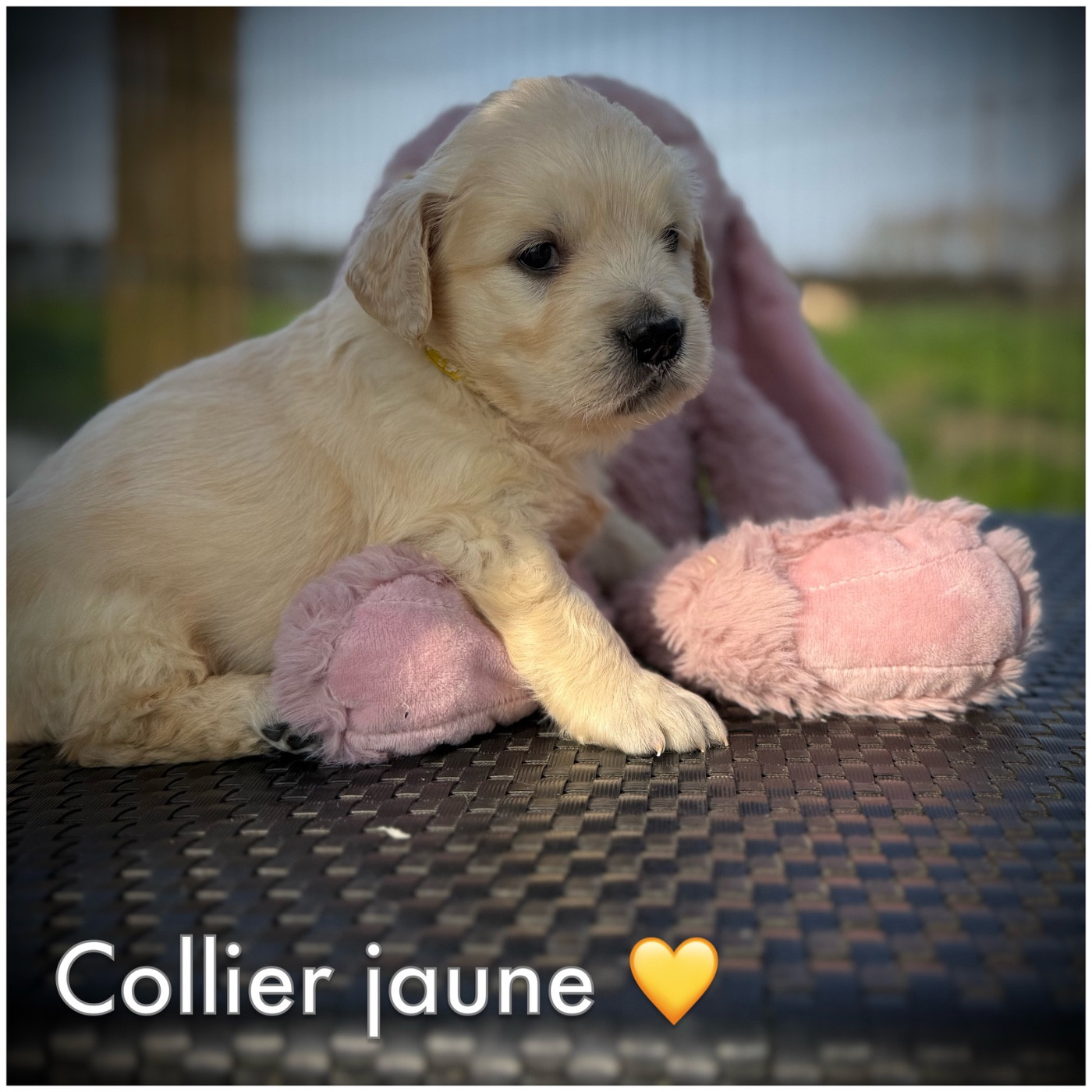 De La Douce Source - Chiots disponibles - Golden Retriever