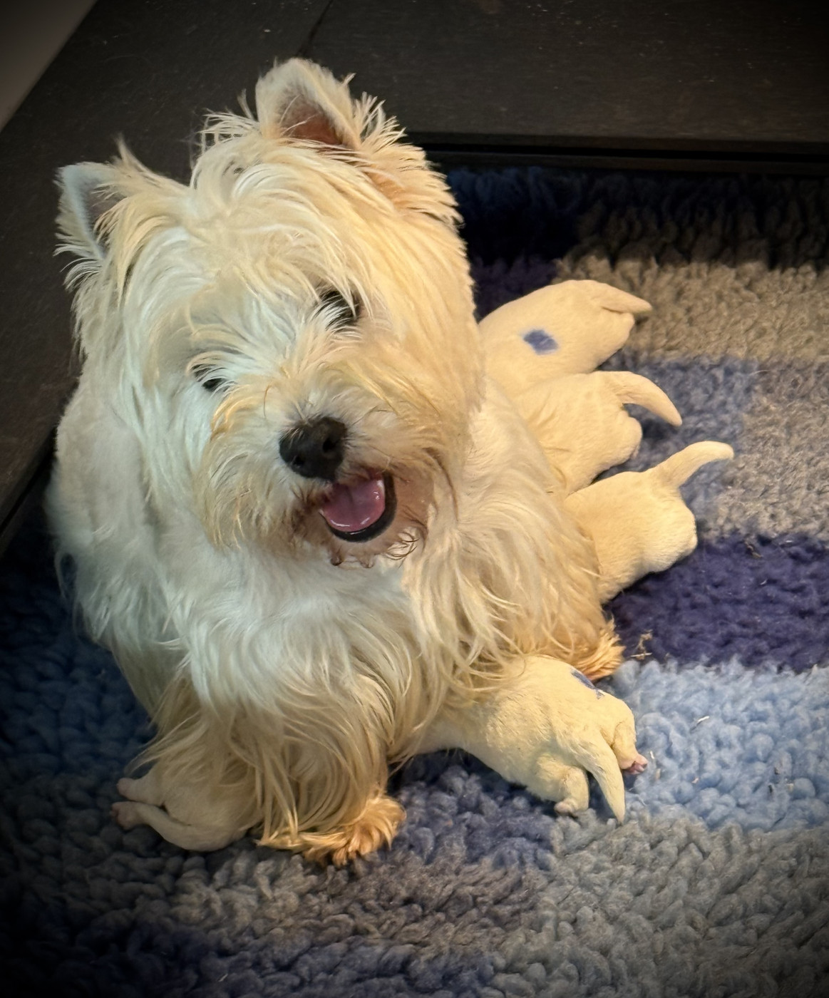 Chiot West Highland White Terrier De La Douce Source