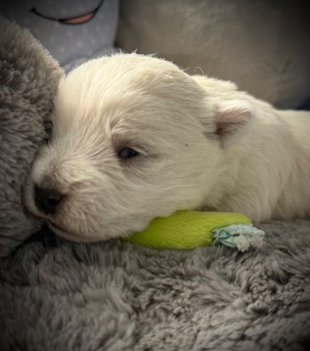 De La Douce Source - Chiots disponibles - West Highland White Terrier