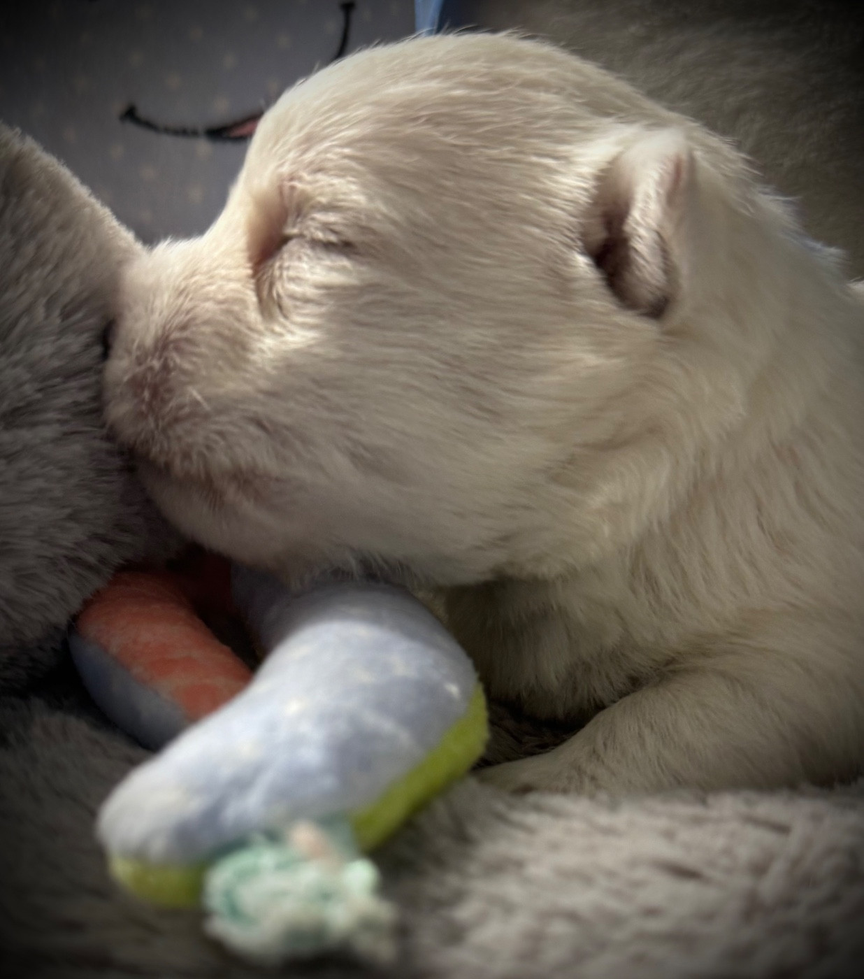 De La Douce Source - Chiots disponibles - West Highland White Terrier