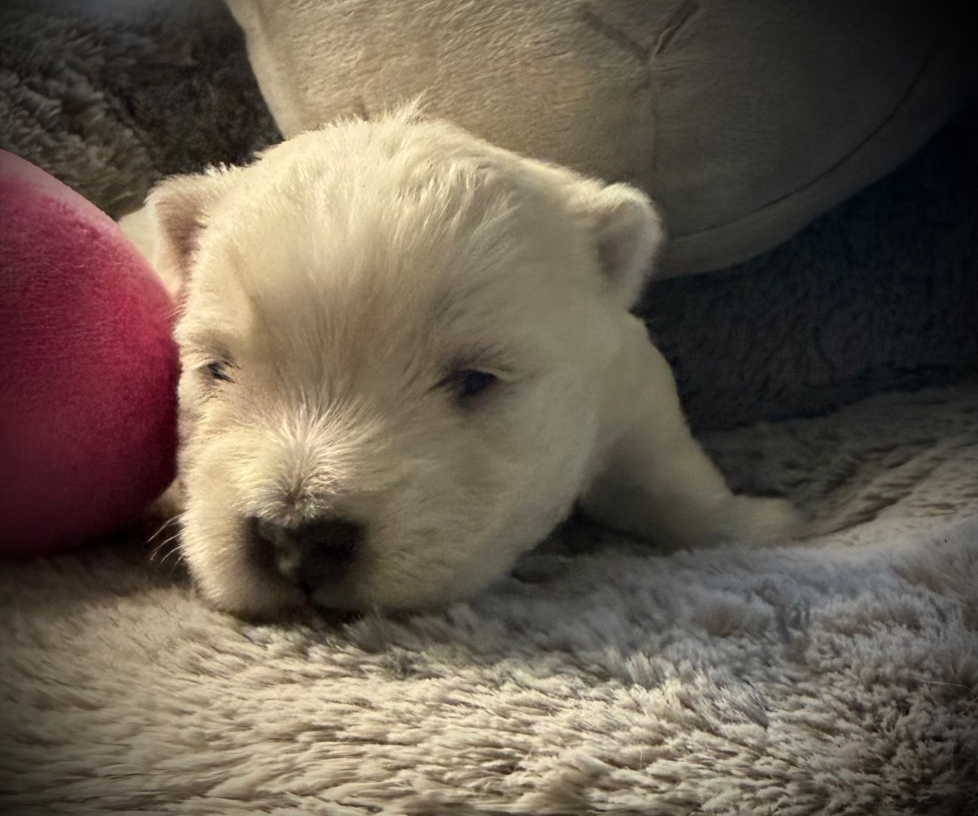De La Douce Source - Chiots disponibles - West Highland White Terrier