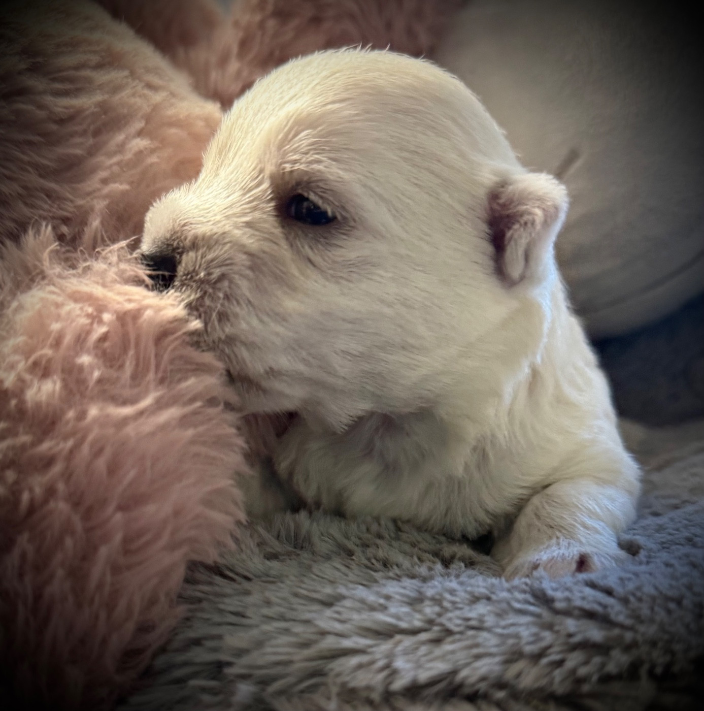De La Douce Source - Chiots disponibles - West Highland White Terrier