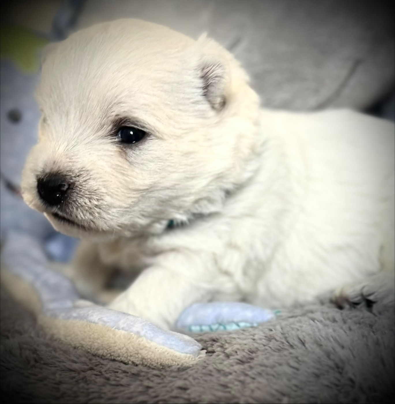De La Douce Source - Chiots disponibles - West Highland White Terrier
