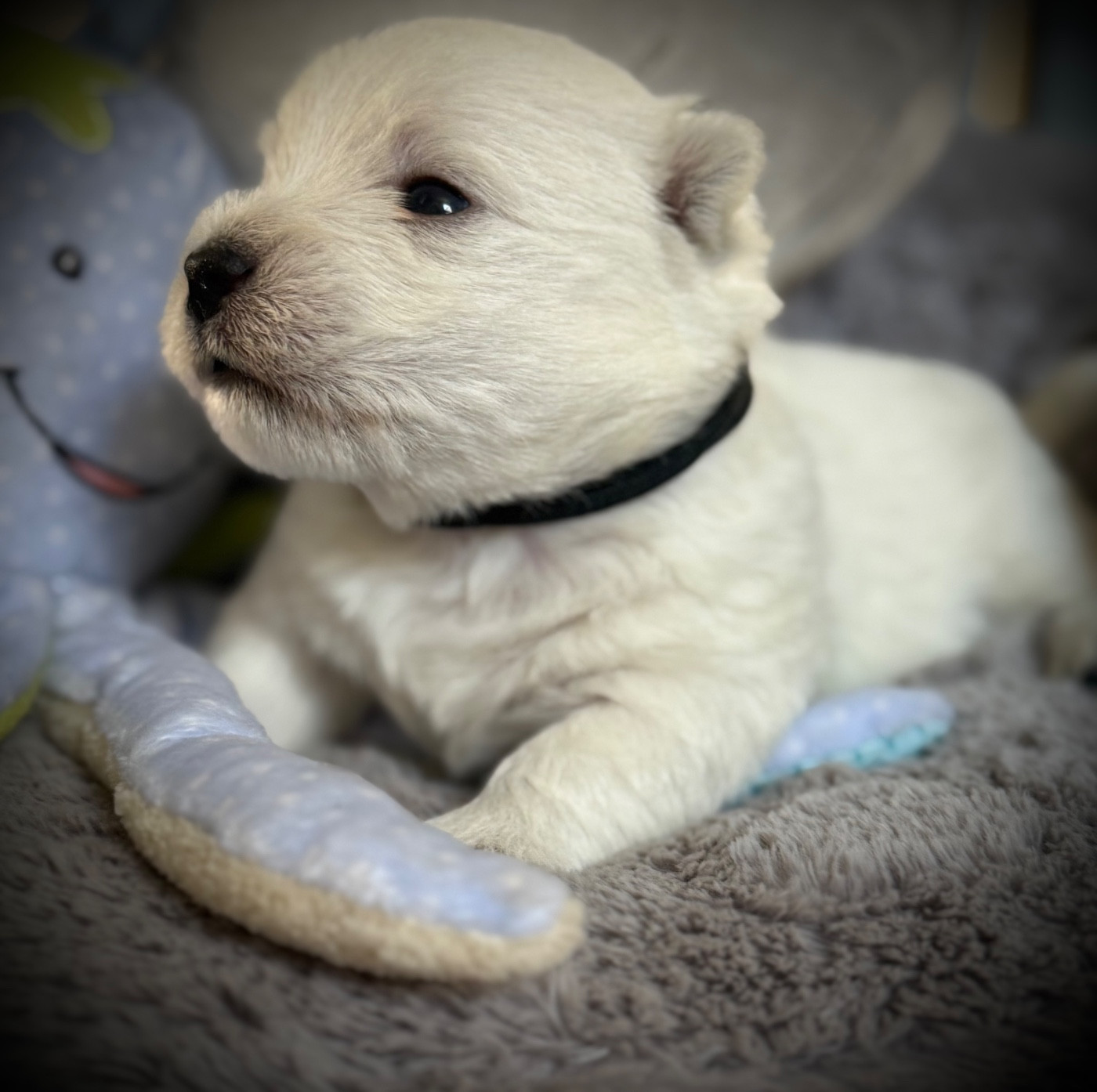 De La Douce Source - Chiots disponibles - West Highland White Terrier