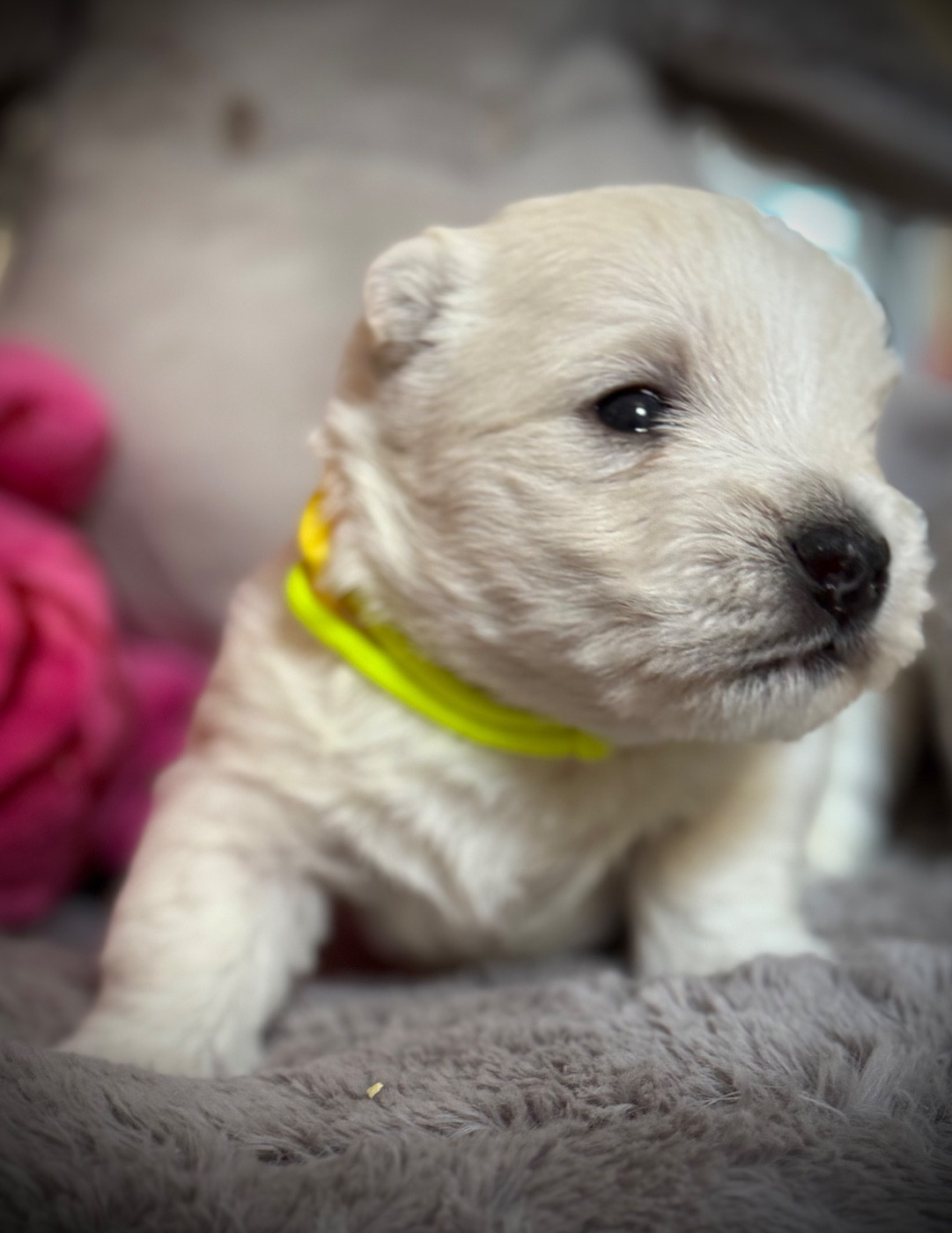 De La Douce Source - Chiots disponibles - West Highland White Terrier