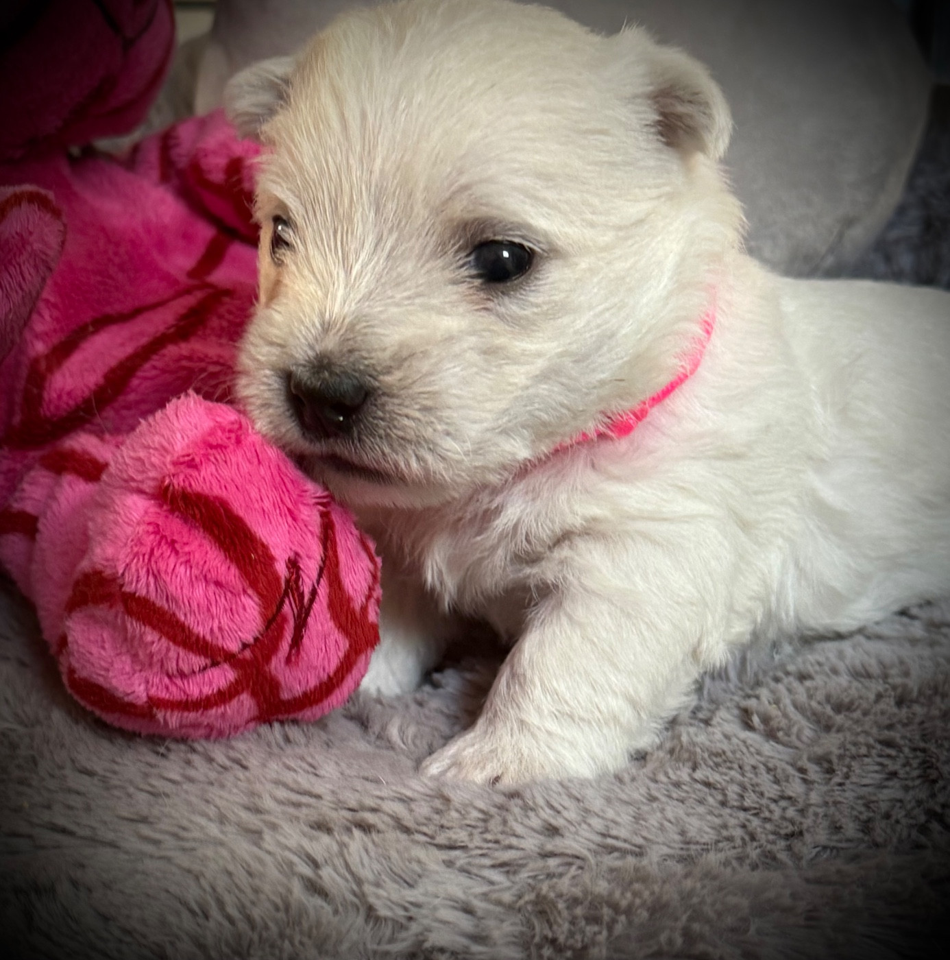 De La Douce Source - Chiots disponibles - West Highland White Terrier