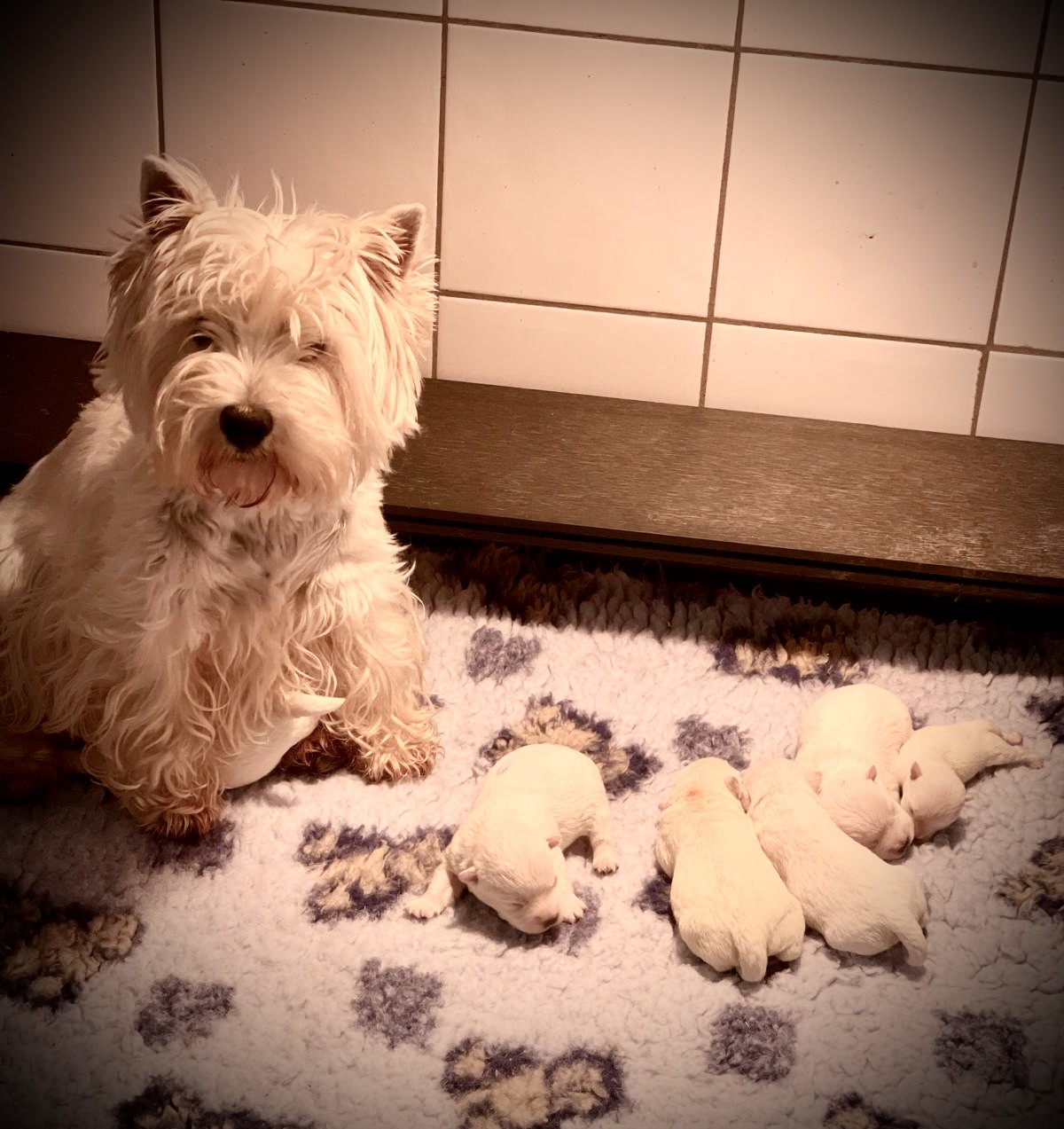 Chiot West Highland White Terrier De La Douce Source